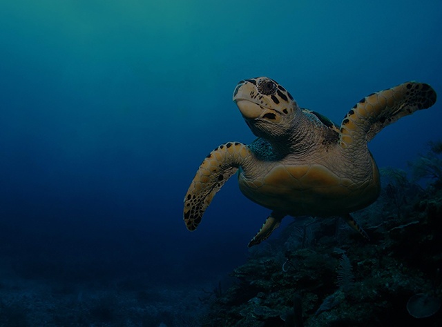 Sealife Case Study