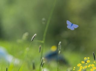 deleteWildlife Thumb
