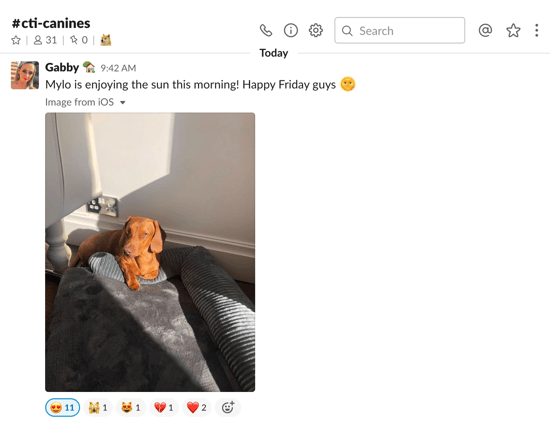 cti-canines slack room