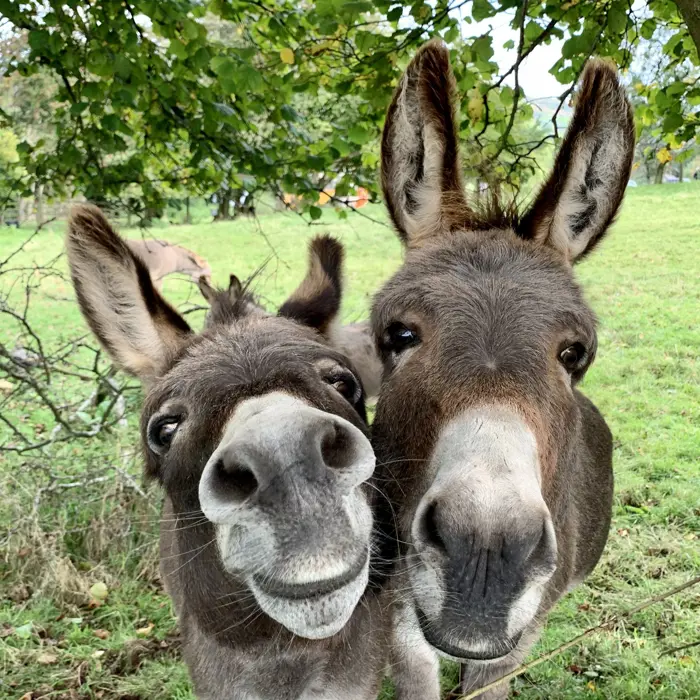 The Development Donkey The Donkey Sanctuary | UX Design Case Study