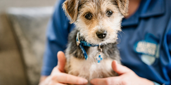Puppy with Blue Cross worker. Credit: Martin Phelps for Blue Cross.
